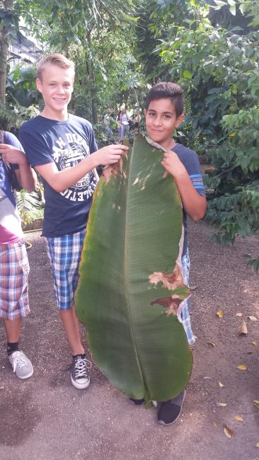 Bananenblätter sind riesig