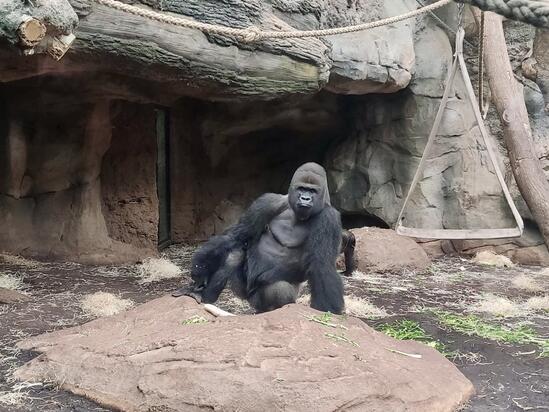 Exkursion des Bio-LKs Q4f in den Frankfurter Zoo