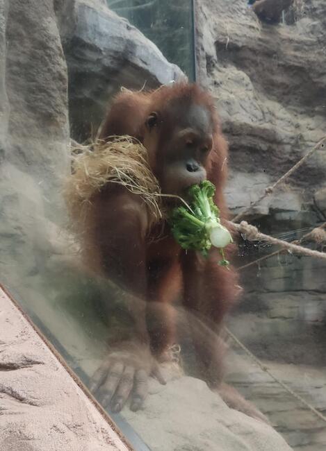 Exkursion des Bio-LKs Q4f in den Frankfurter Zoo