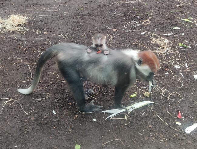 Exkursion des Bio-LKs Q4f in den Frankfurter Zoo