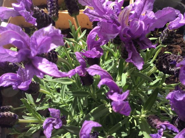 Weltbienentag: Wildbienen am GMB Weltbienentag: Wildbienen am GMB