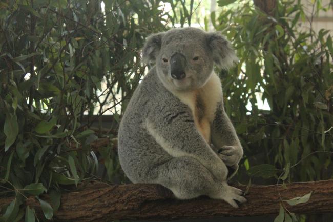 Schüleraustausch mit Australien 2014