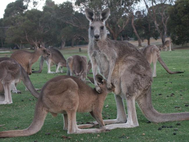 Ureinwohner Australiens