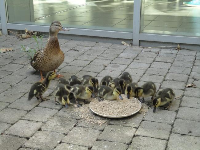 Die Mosbacher Ente ist zurück