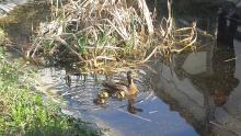 Enten gerettet Enten gerettet